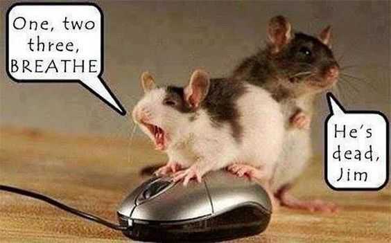 cat mice muse