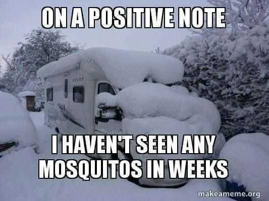 funny mosqutios