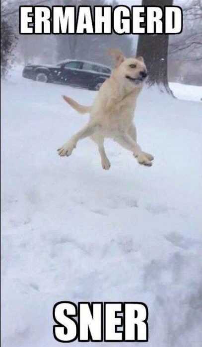 funny snow dog