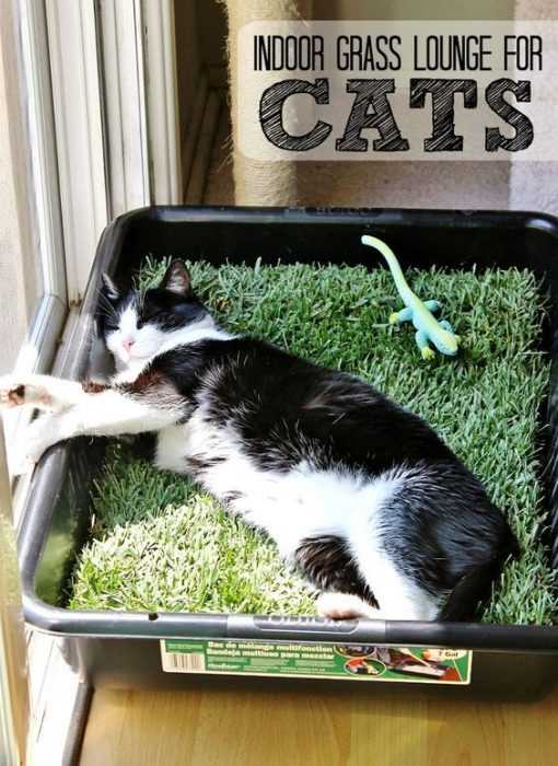 diy cat grass
