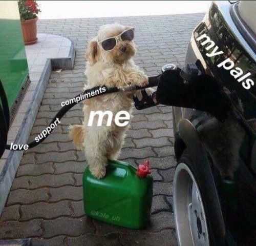Funny Gas Lve Supprt