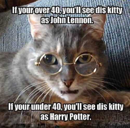 Funny Kitty Harry