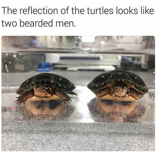 Funny Reflectin