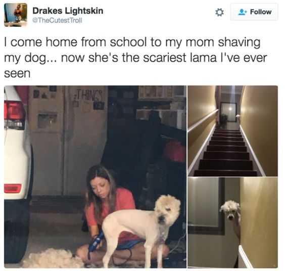 Funny Scary Llama
