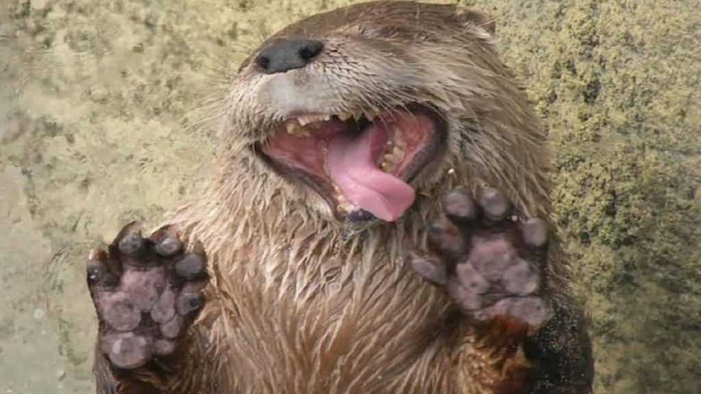 21 Funny Pictures Of Otters