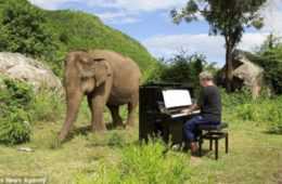 Abused Elephant