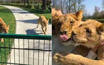 Lions Cant