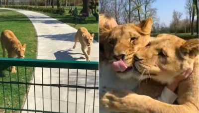 Lions Cant