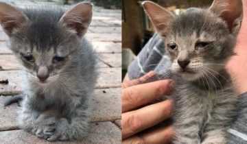 Woman Adopts