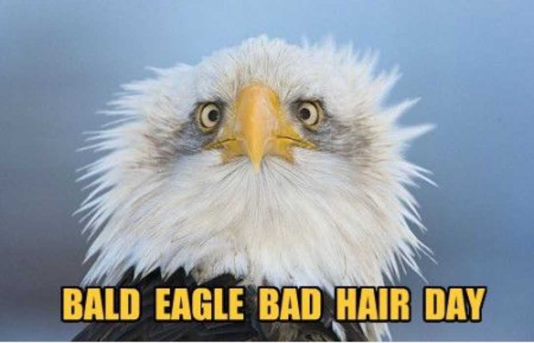 36 Funny Bird Memes