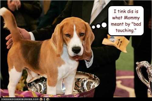 38 Funniest Memes About Dog Shows | dog19 38 Funniest Memes About Dog Shows