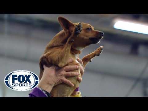 38 Funniest Memes About Dog Shows | dog25 38 Funniest Memes About Dog Shows