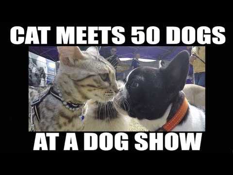 38 Funniest Memes About Dog Shows | dog27 38 Funniest Memes About Dog Shows