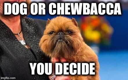 38 Funniest Memes About Dog Shows | dog29 38 Funniest Memes About Dog Shows