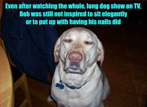 38 Funniest Memes About Dog Shows | dog33 38 Funniest Memes About Dog Shows