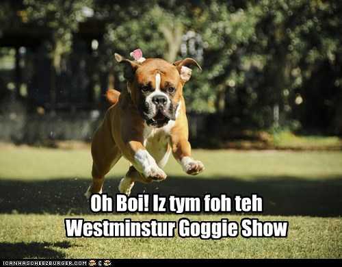 38 Funniest Memes About Dog Shows | dog37 38 Funniest Memes About Dog Shows