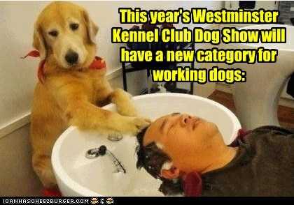 38 Funniest Memes About Dog Shows | dog7 38 Funniest Memes About Dog Shows