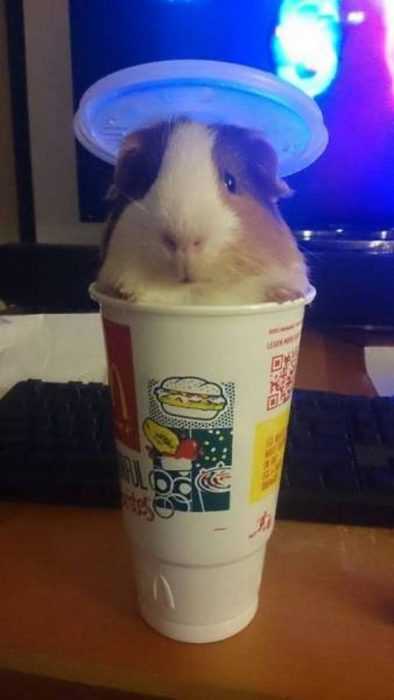 funny hamster cup