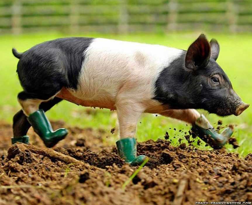 32 Funny Animal Pictures | an10 1 32 Funny Animal Pictures