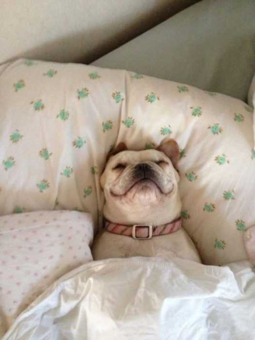 32 Funny Animal Pictures | an11 1 32 Funny Animal Pictures