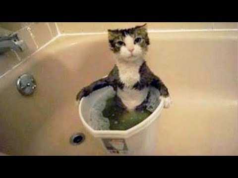 32 Funny Animal Pictures | an15 1 32 Funny Animal Pictures