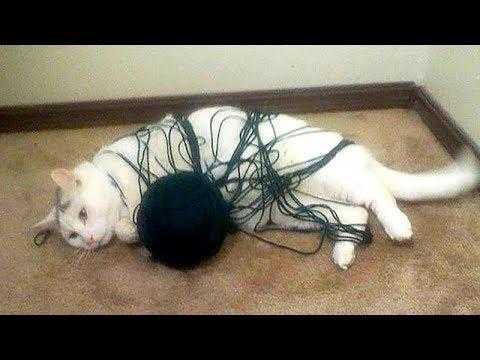 32 Funny Animal Pictures | an16 32 Funny Animal Pictures