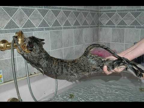 32 Funny Animal Pictures | an17 32 Funny Animal Pictures