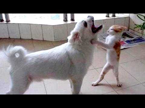 32 Funny Animal Pictures | an20 32 Funny Animal Pictures