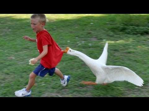 32 Funny Animal Pictures | an22 32 Funny Animal Pictures