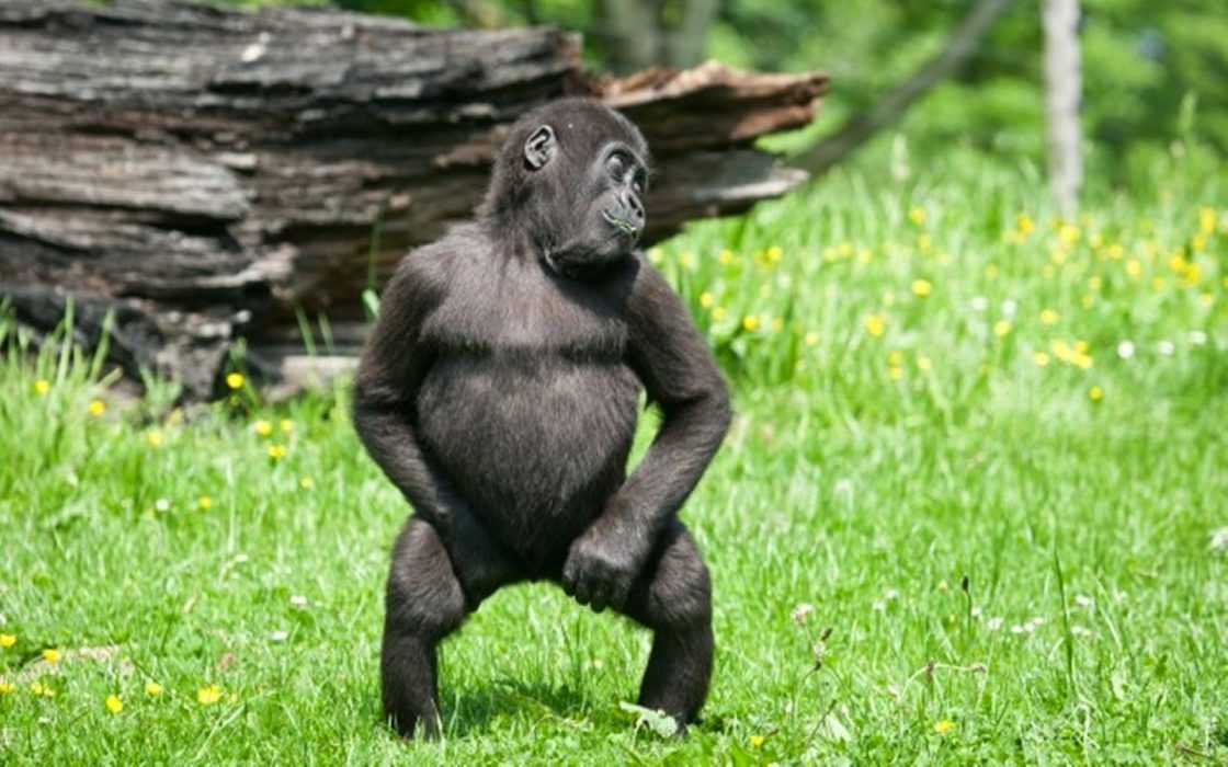 32 Funny Animal Pictures | an23 32 Funny Animal Pictures