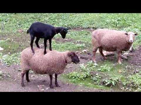 32 Funny Animal Pictures | an24 32 Funny Animal Pictures