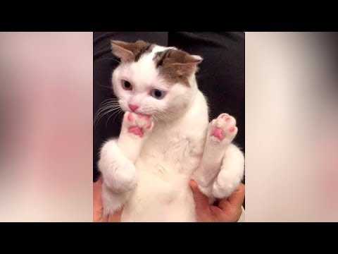 32 Funny Animal Pictures | an27 32 Funny Animal Pictures