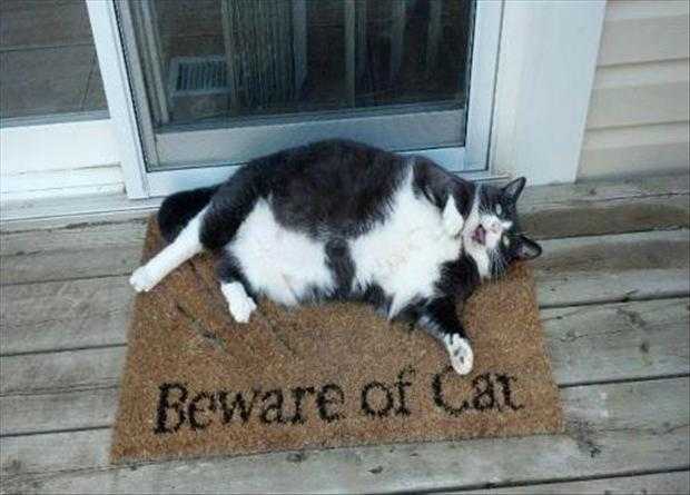 32 Funny Animal Pictures | an3 1 32 Funny Animal Pictures