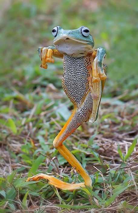 32 Funny Animal Pictures | an31 32 Funny Animal Pictures