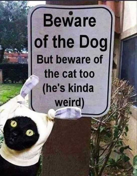 32 Funny Animal Pictures | an32 32 Funny Animal Pictures