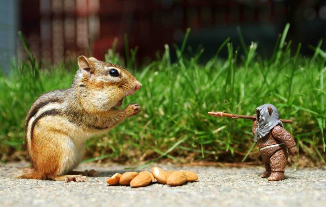 32 Funny Animal Pictures | an6 1 32 Funny Animal Pictures