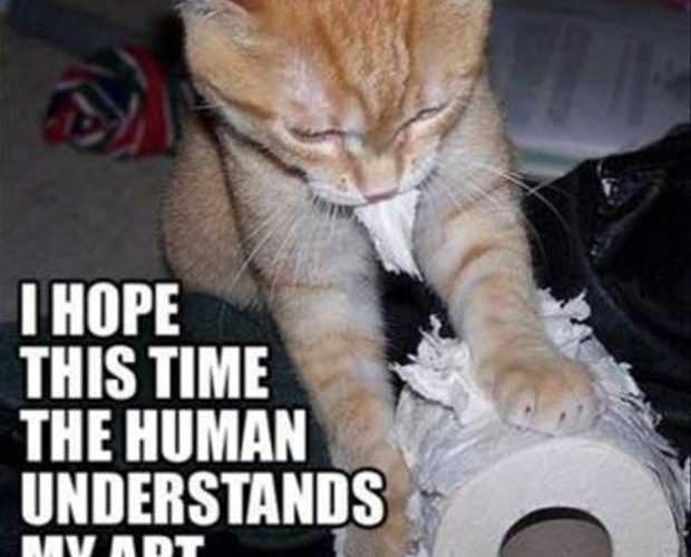 18 Funny Orange Cats