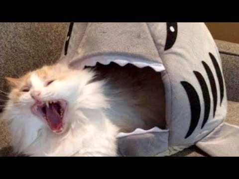 Cat2