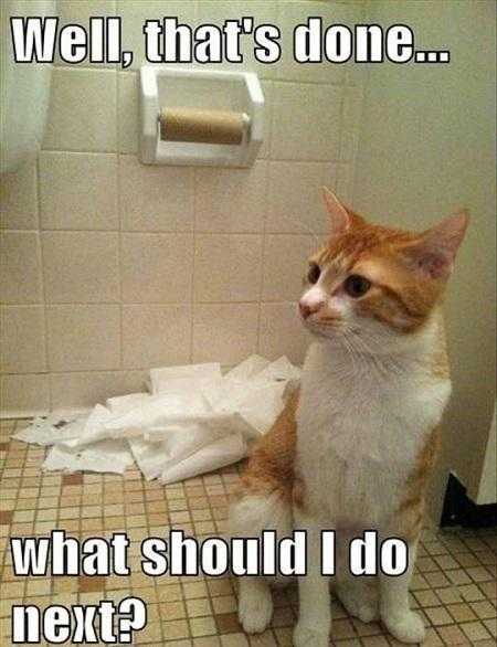 Cat3