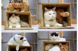 Funny Wait Box
