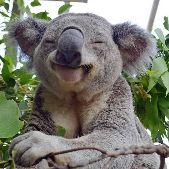https://thefunnybeaver.com/wp-content/uploads/2019/04/animal-koala-cute.jpg