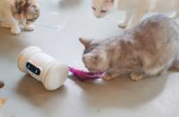 Pet Fitness Robot Varram Tail