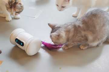 Pet Fitness Robot Varram Tail