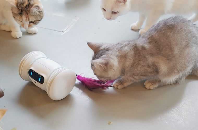 Pet Fitness Robot Varram Tail