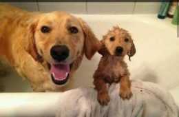 Funny First Bath