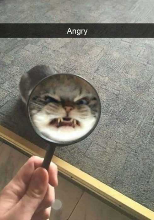 funny angry cat