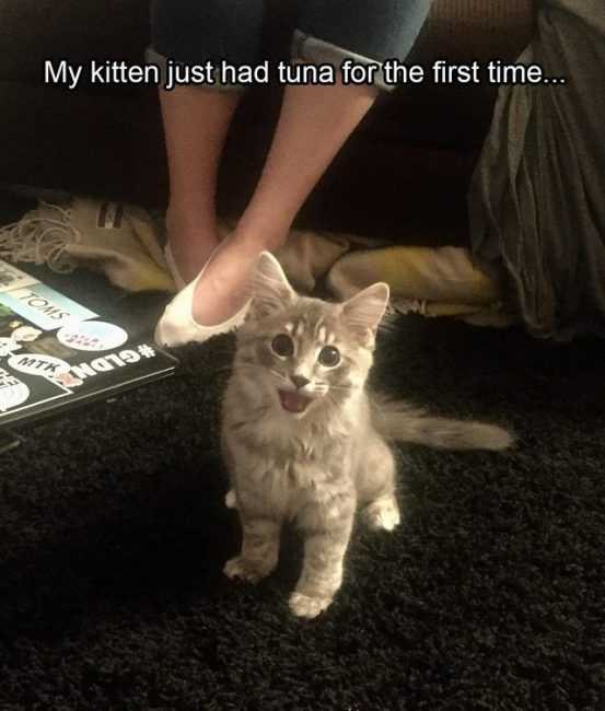 funny tuna first time