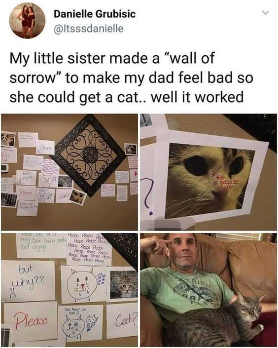 Meme Wall Of Sorrow