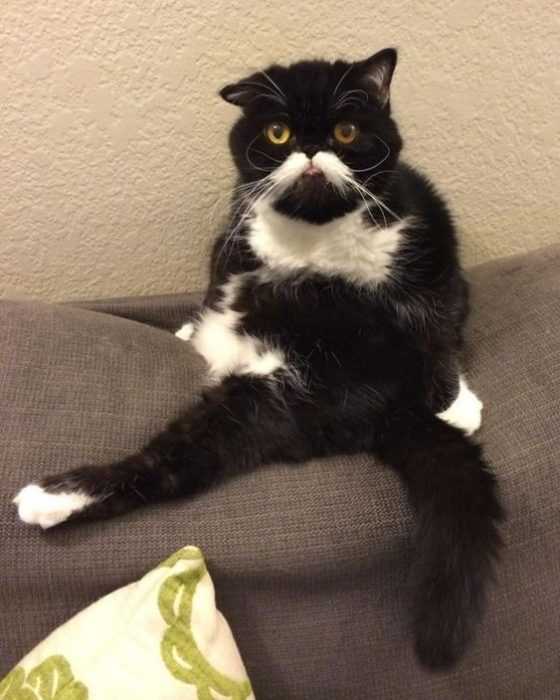 Animal Cat Stuck
