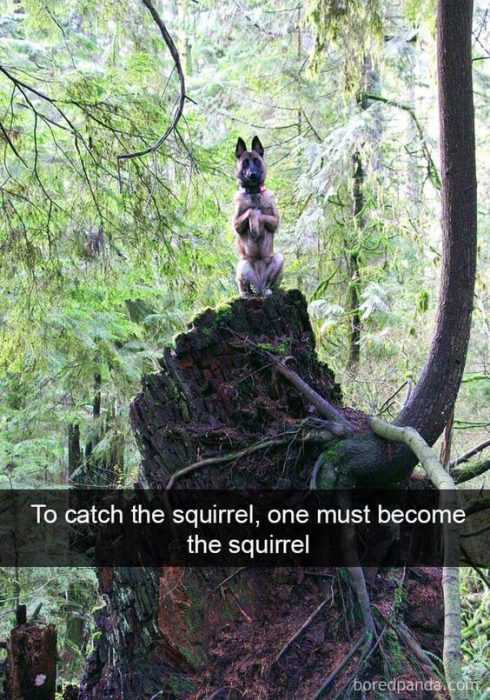 Animal Catch Become